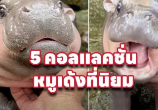 รับทำเว็บไซต์แนะนำ 5 คอลเลคชั่น หมูเด้ง ฮิปโปตัวตึงสั่งออนไลน์ได้