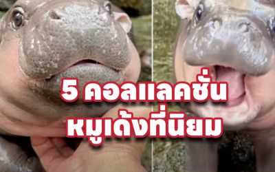 แนะนำ 5 คอลเลคชั่น หมูเด้ง ฮิปโปตัวตึงสั่งออนไลน์ได้